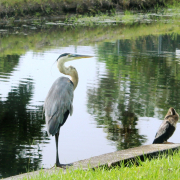 Bird on the canal bank